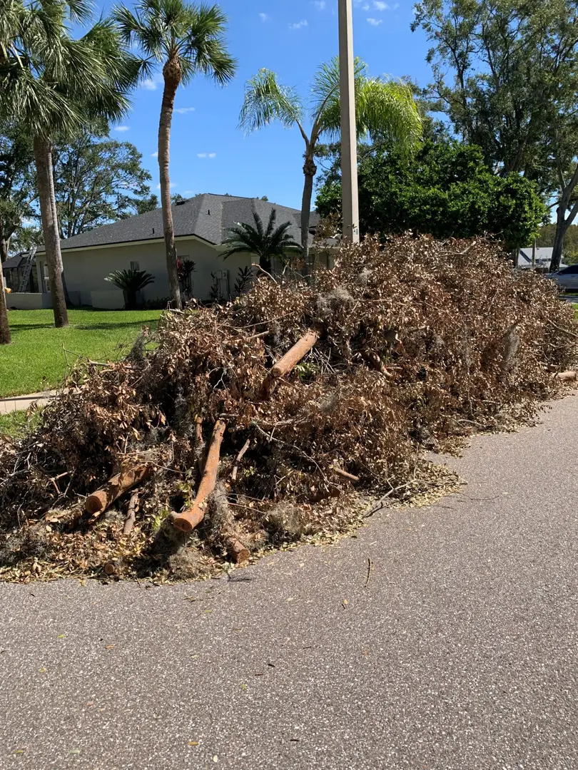 tree down